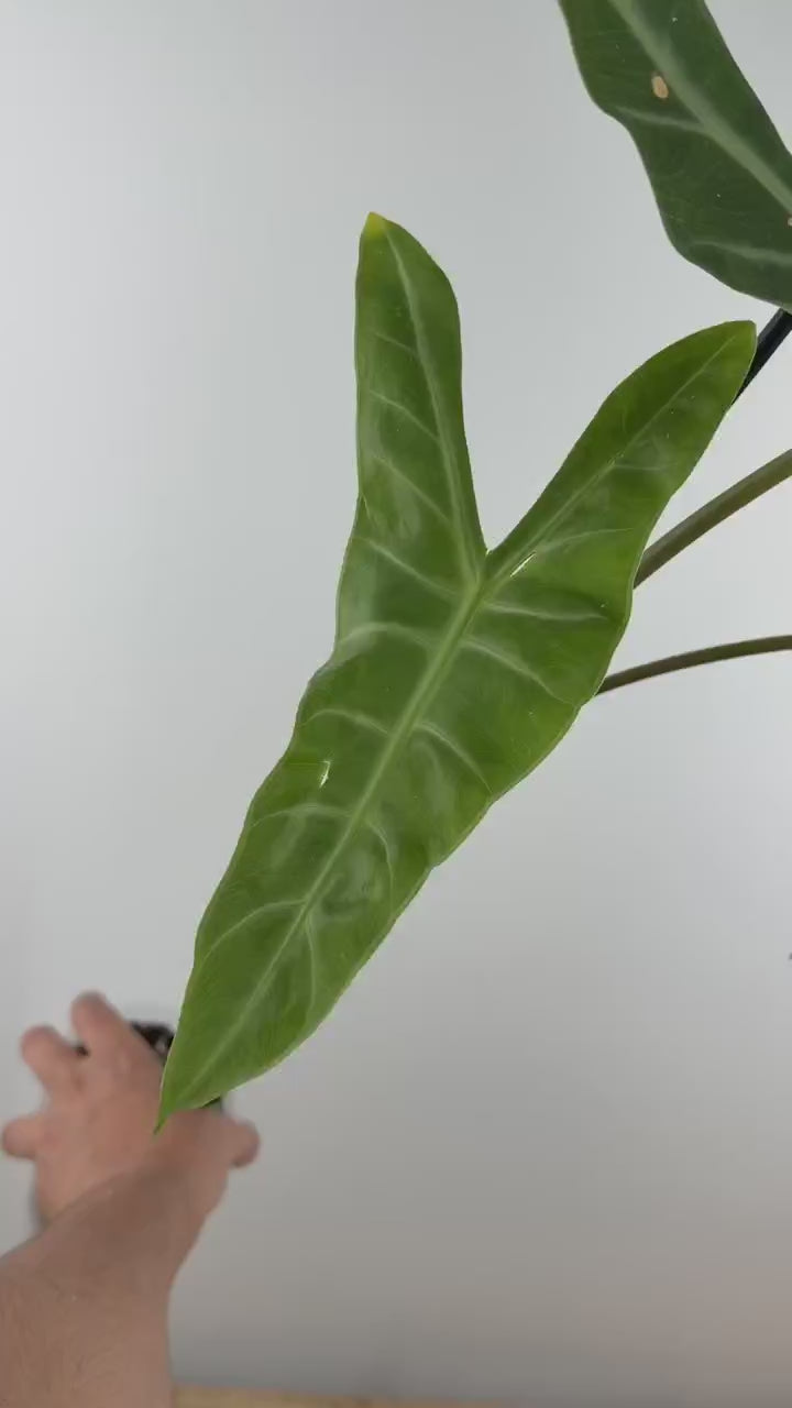 Alocasia Longiloba White Vein Thai Lucifer
