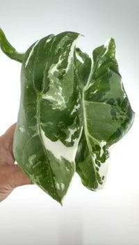 Alocasia Longiloba Pink Back Albo Variegated