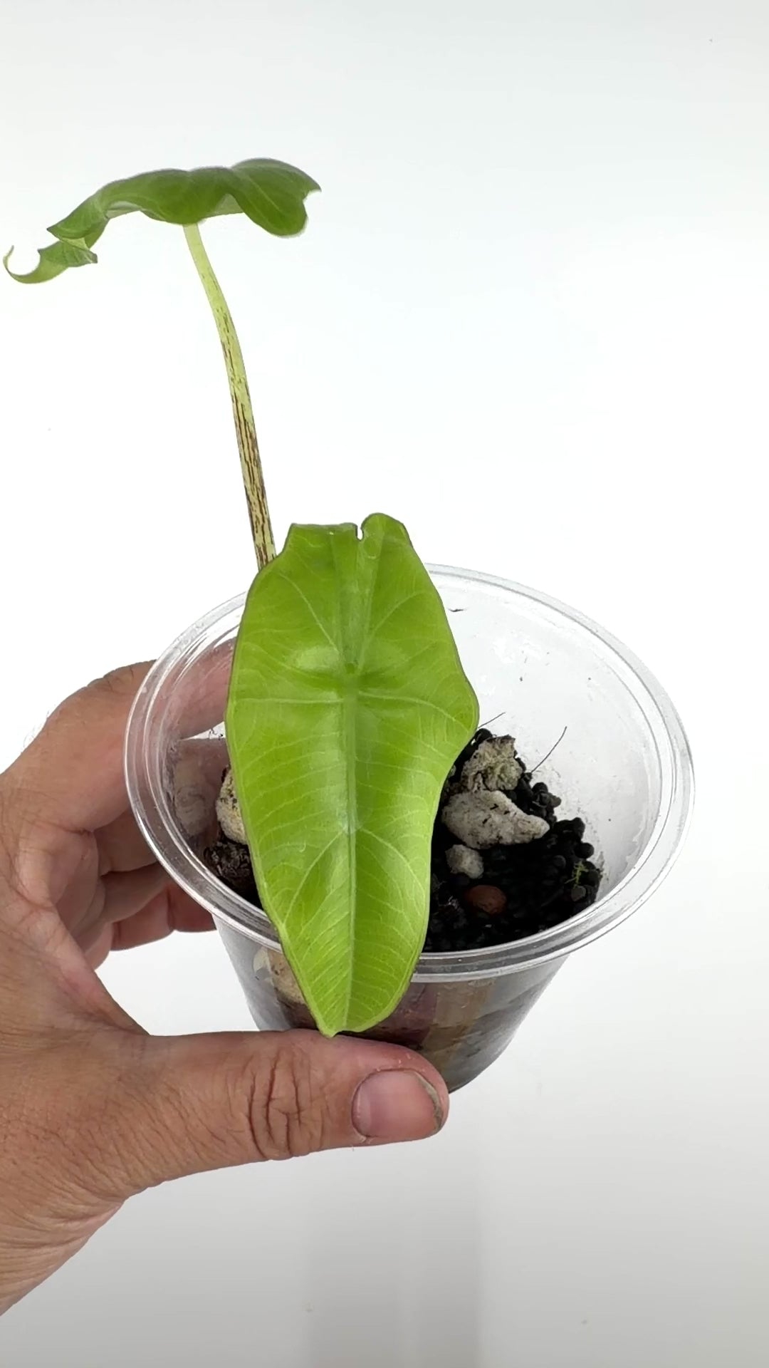 Alocasia Princeps Wild Form