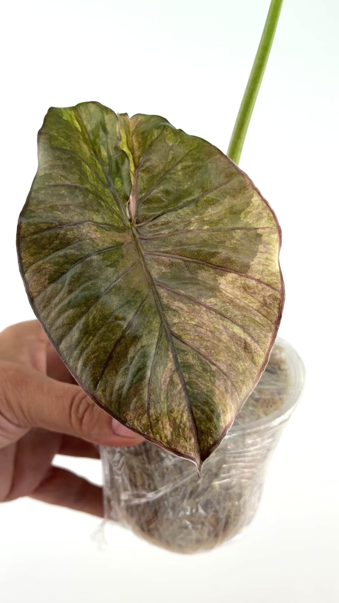 Alocasia Serendipity Gold Variegated