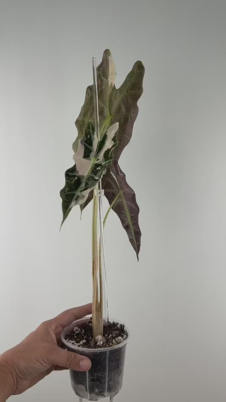 Alocasia Amazonica Sanderiana Bull True Pink