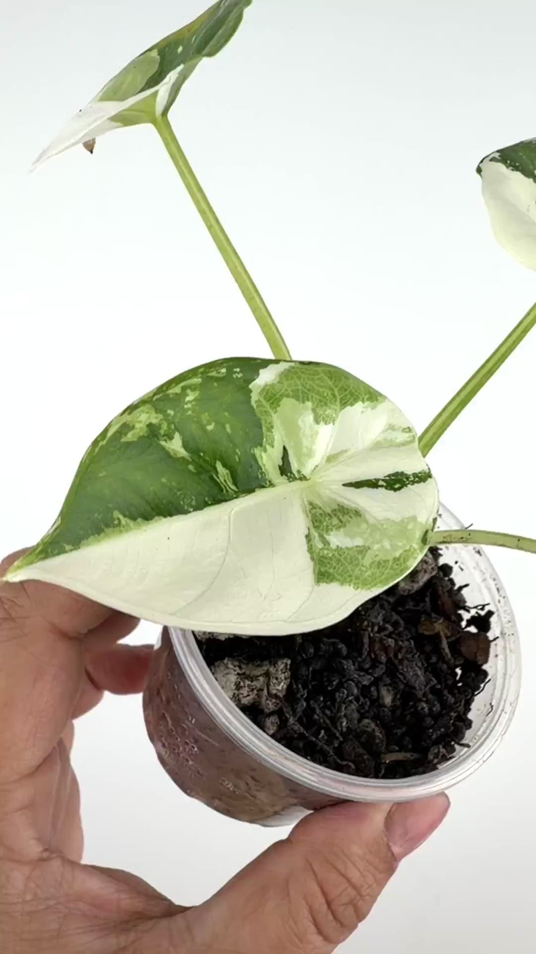 Alocasia Reversa Lumina Albo Variegated