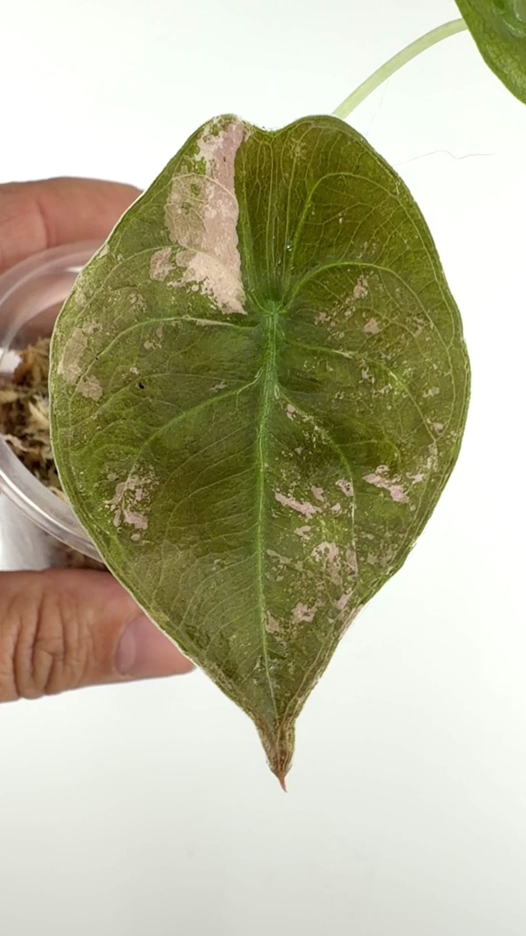 Alocasia Cuprea Nom Yen Pink Variegated