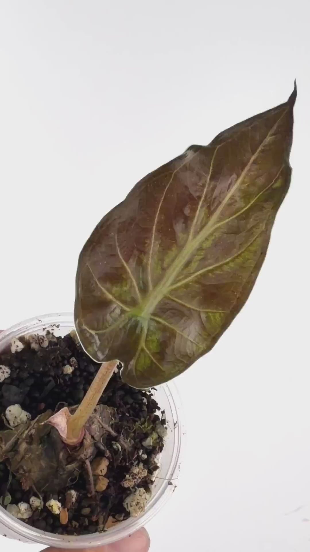 Alocasia Wentii Tattoo Mutation