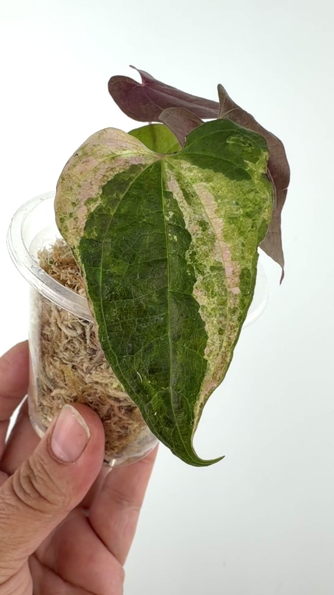 Dioscorea Sp. Satun Aurora