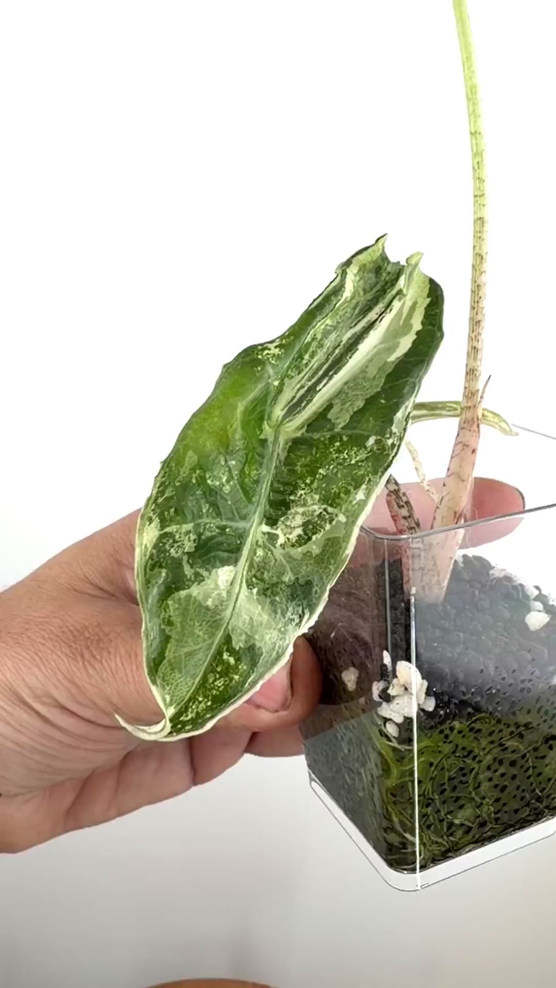 Alocasia Longiloba Sp. Borneo Narrow Albo Variegated