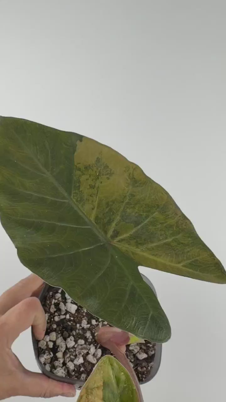 Video of the exact Alocasia Black Star Hybrid Variegated mother plant showing gold-marbled leaves