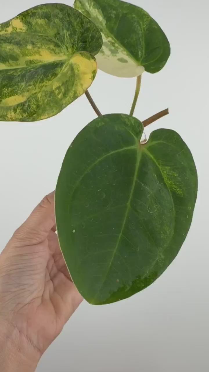 Anthurium Papi X Carla Variegated