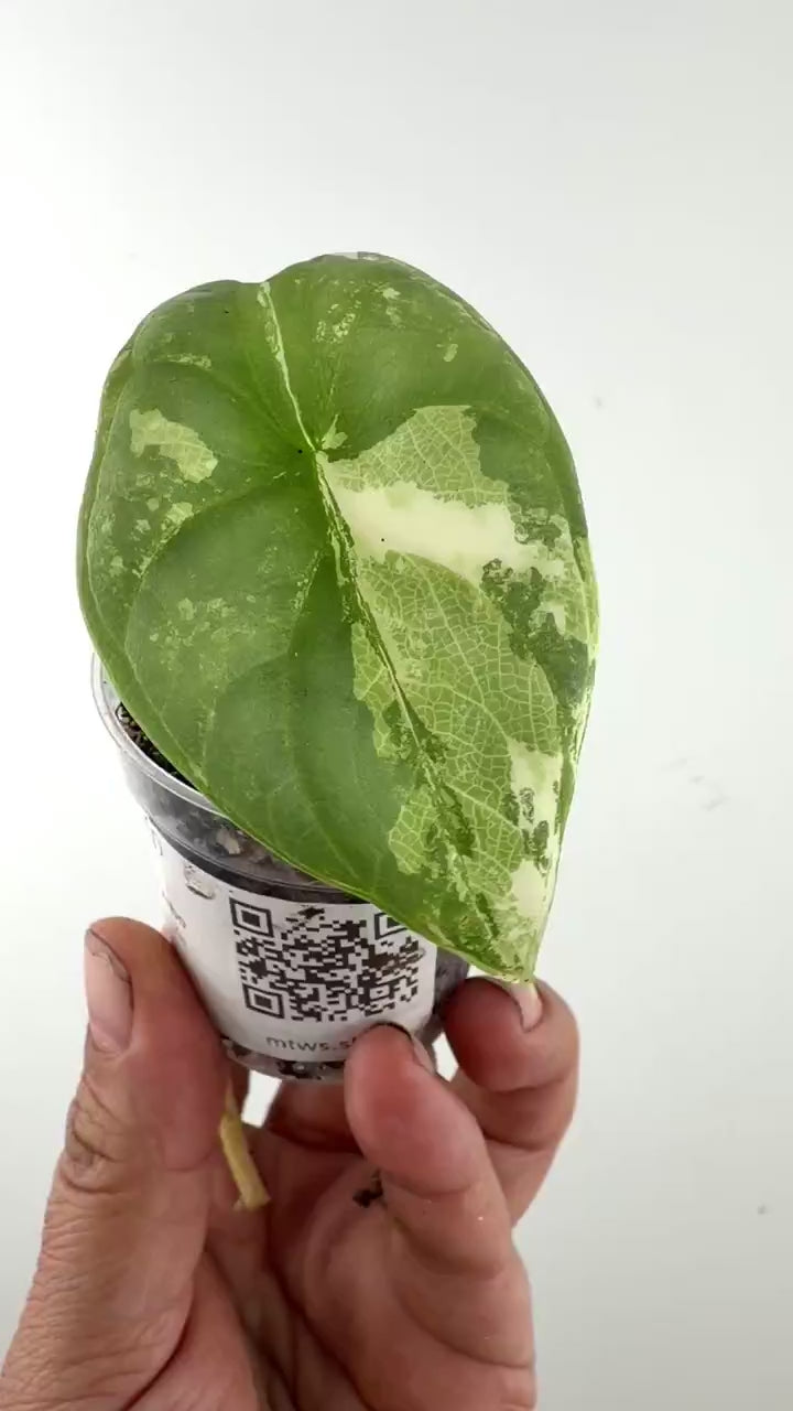 Video of the exact Alocasia Silver Dragon Albo Variegated