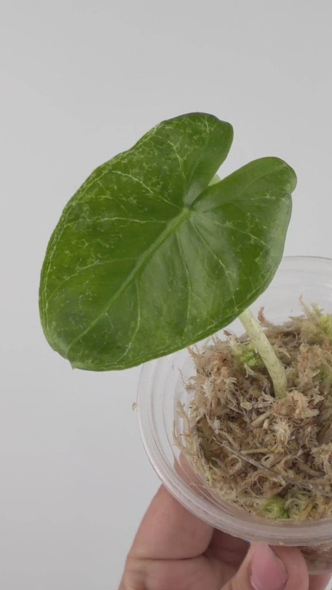 Alocasia T-Rex Mutation Pup
