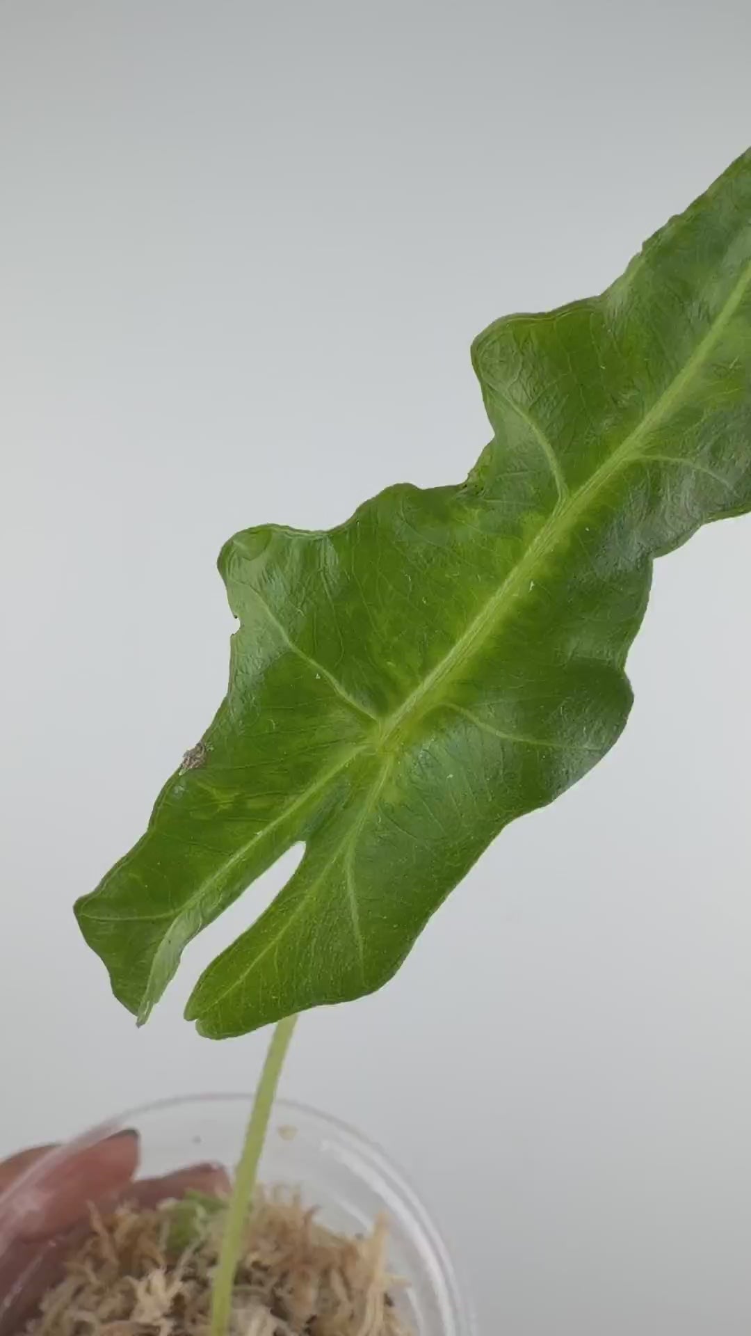 Alocasia Portei Green on Green Variegated