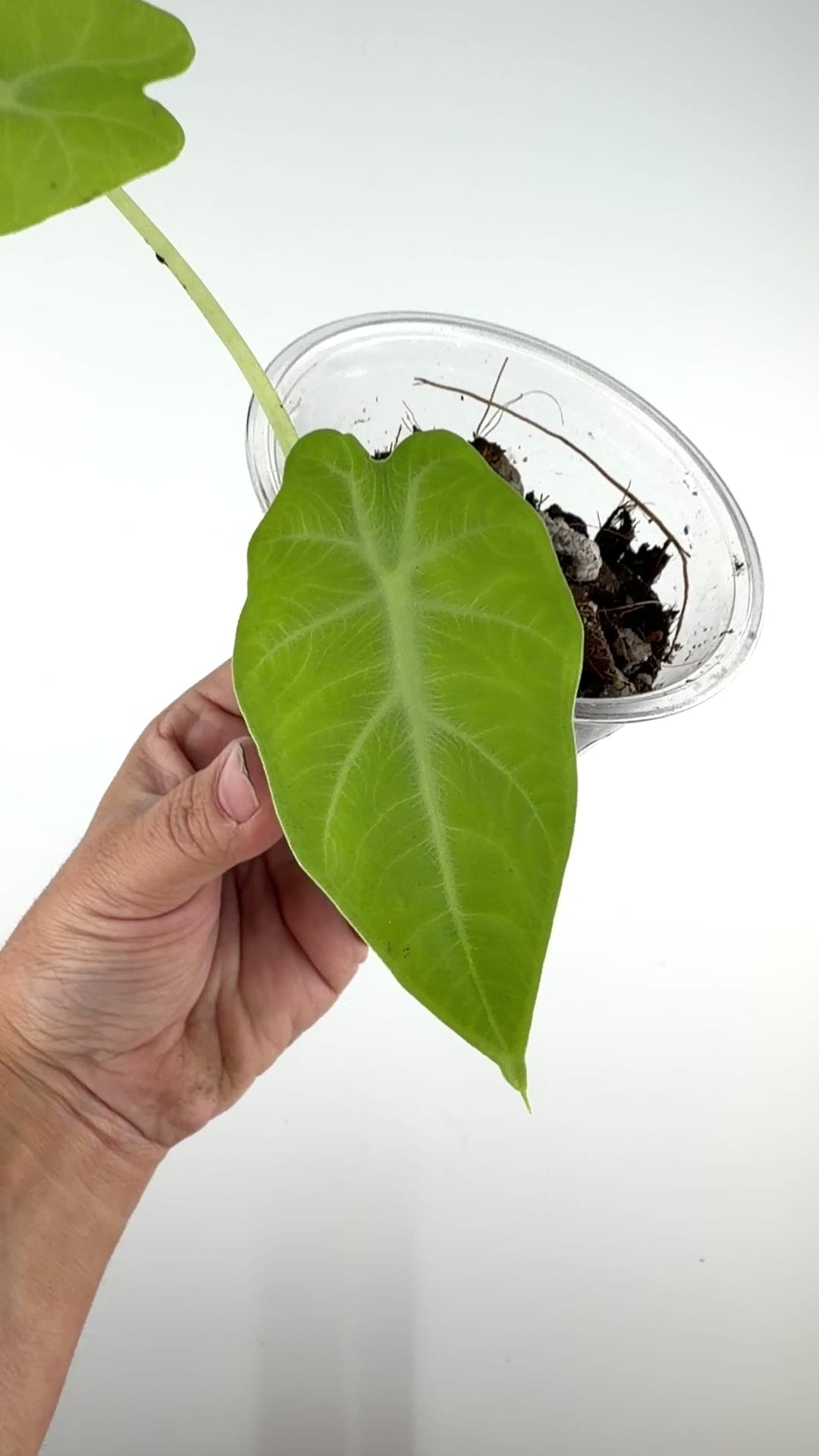 Alocasia Cadieri Silver