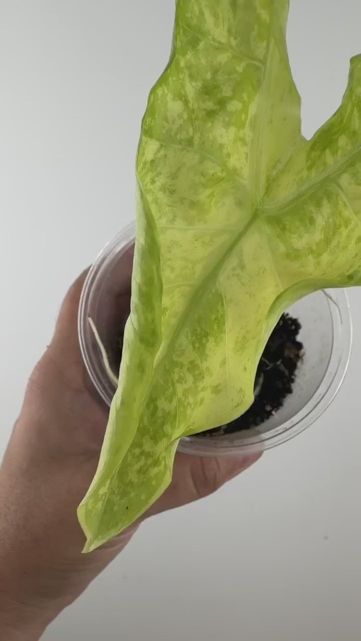 Video of the exact Alocasia Longiloba Green Lantern Variegated Pup