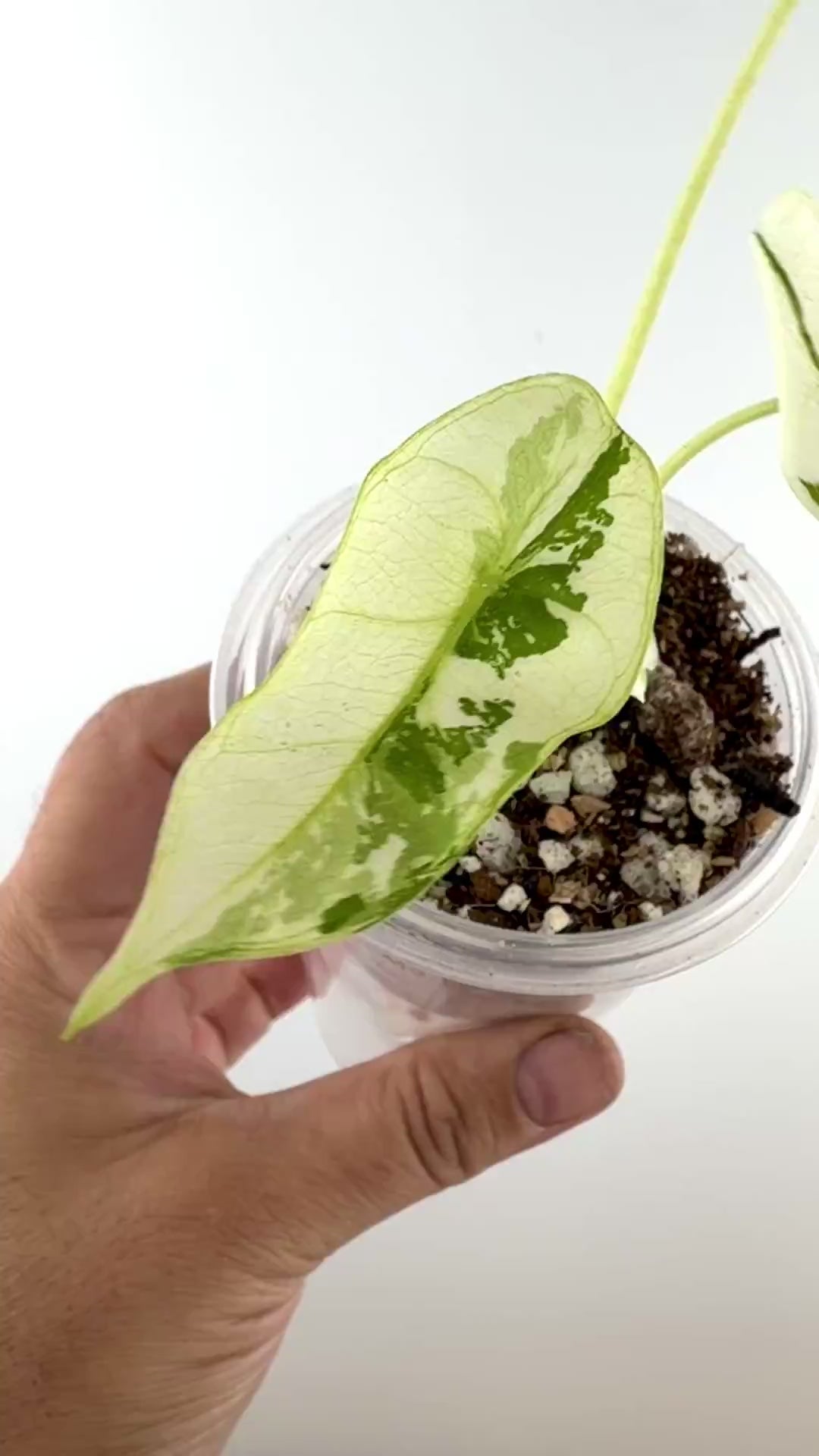 Video of the exact Alocasia Longiloba Pink Back Albo Variegated showing albo variegation and pink leaf backs