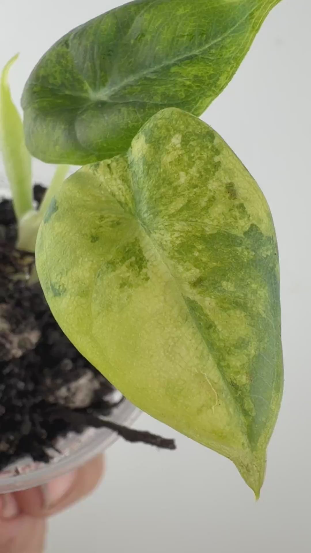 Alocasia Melo Aurea Variegated