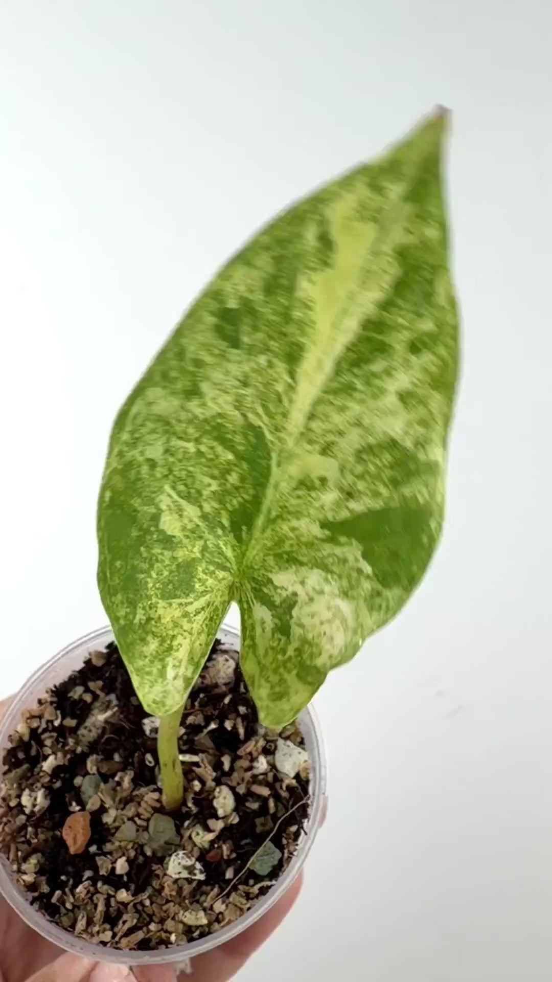 Alocasia Scabriuscula Aurea Variegated