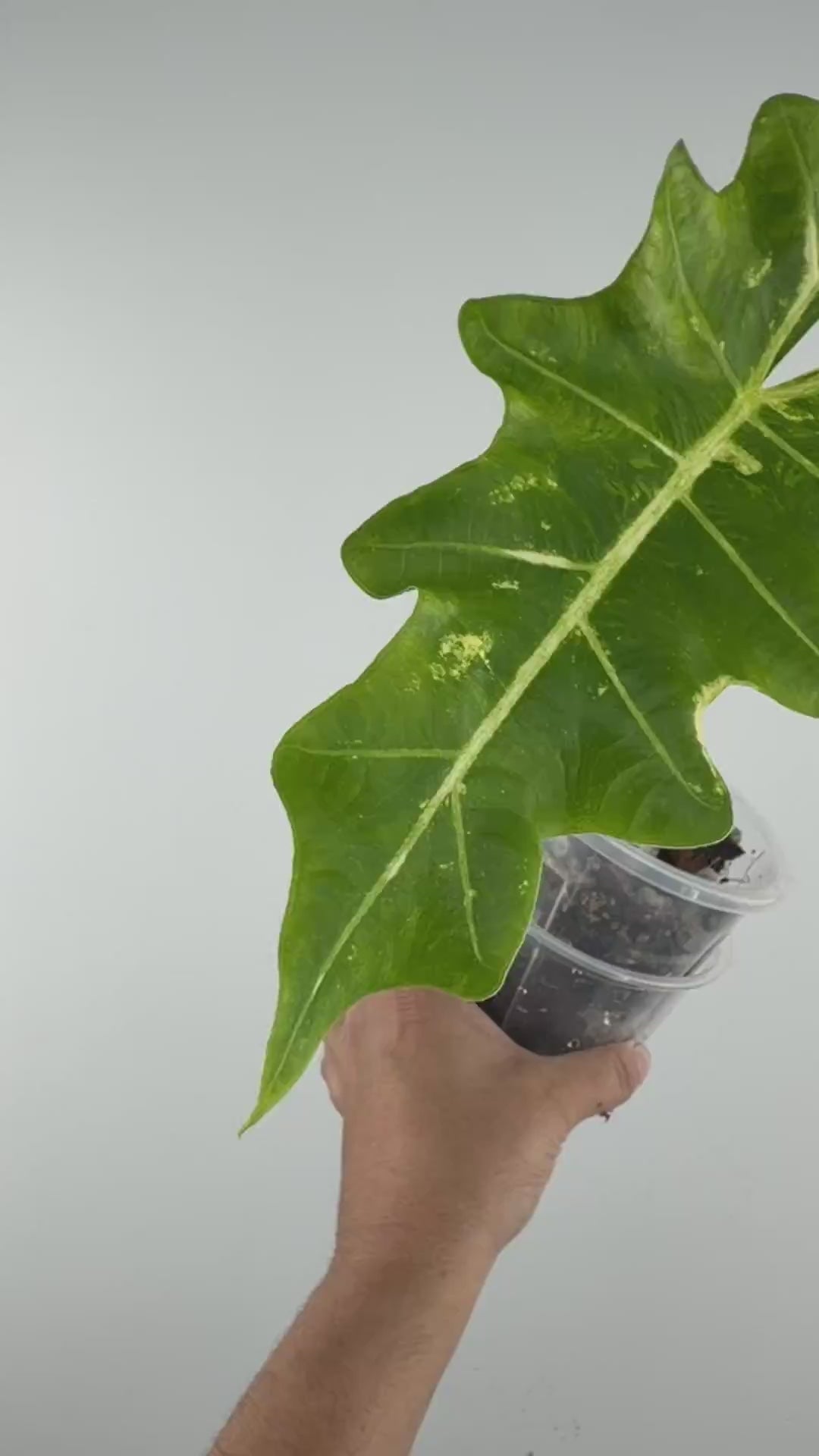 Alocasia Megalodon Hybrid (New Guinea Gold X Portora)