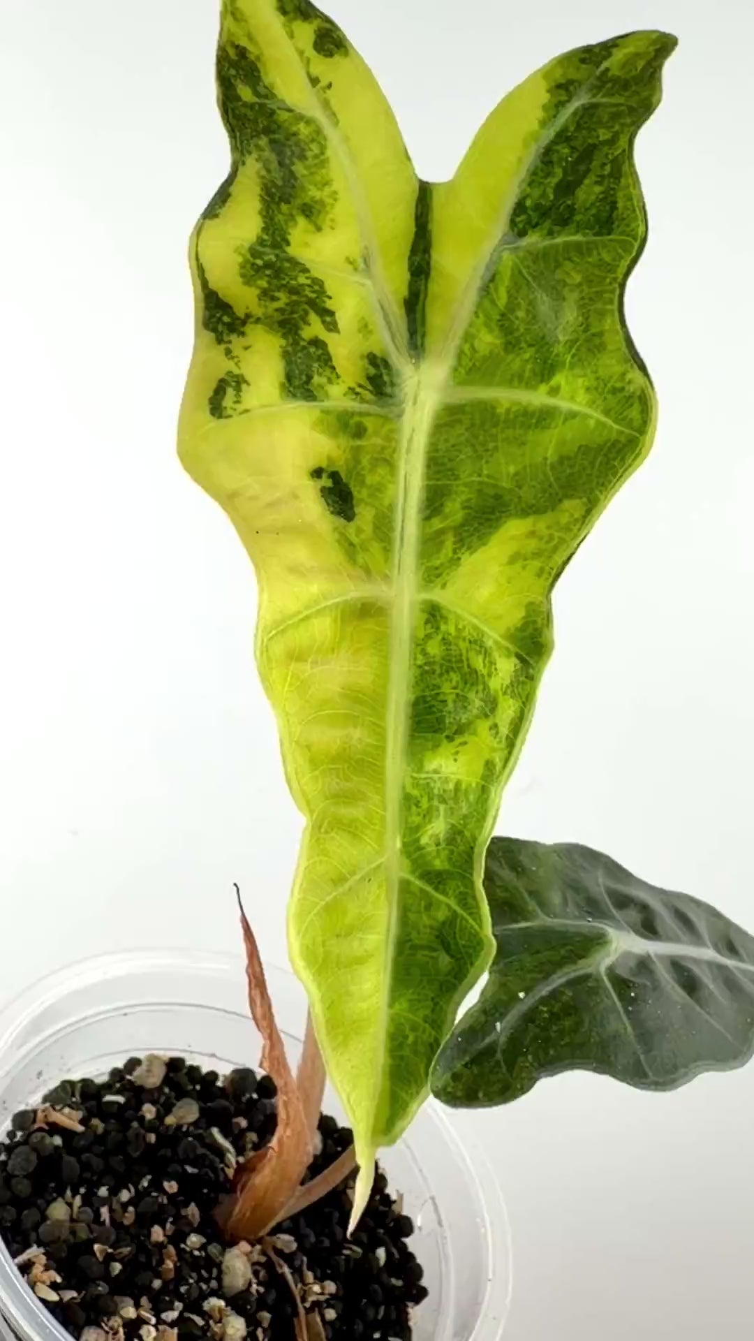 Video of the exact Alocasia Sanderiana Bull True Amazonica Aurea Variegated