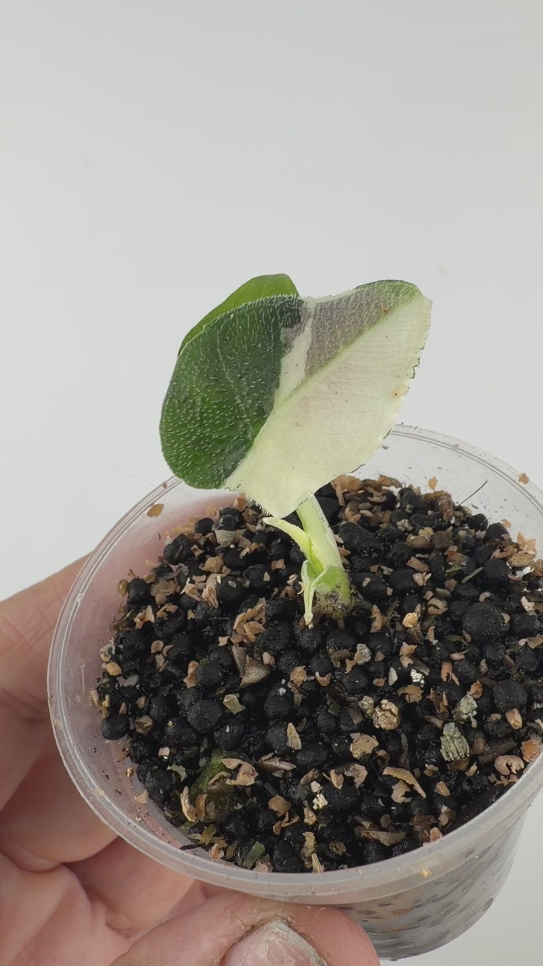 Alocasia Antoro Velvet True Pink Variegated