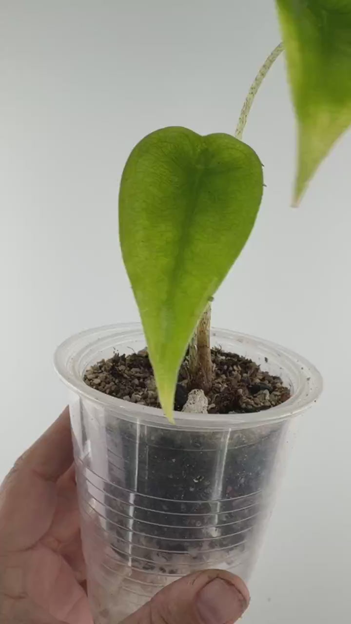 Video of Alocasia Longiloba Heart Leaf Mutation