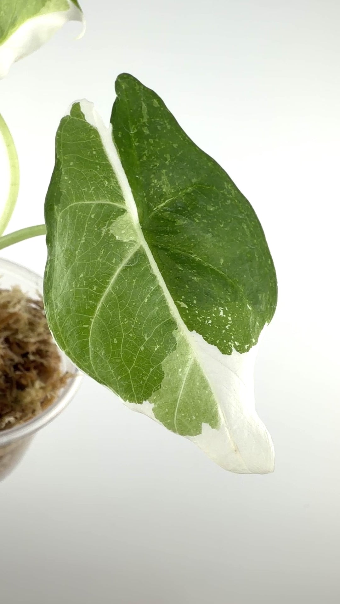 Alocasia Reversa Albo Variegated