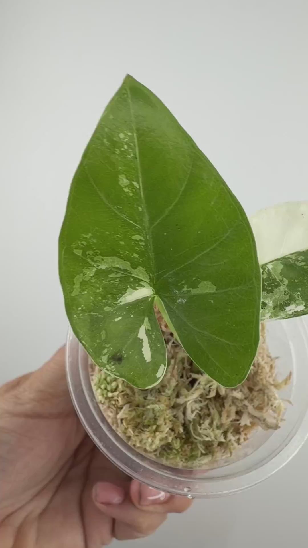 Alocasia Scabriuscula Albo Pink Variegated