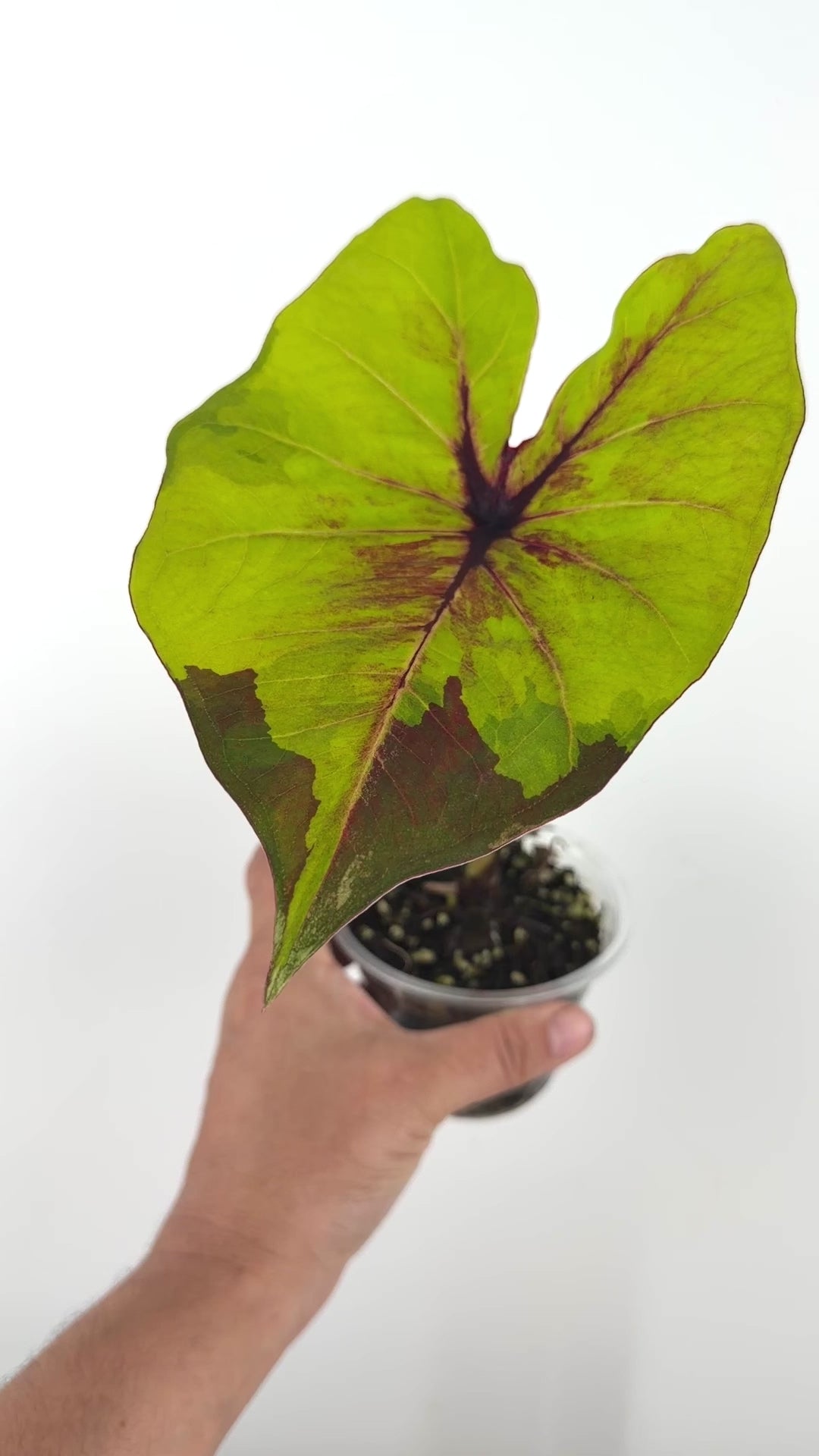 Caladium Thai Hybrid