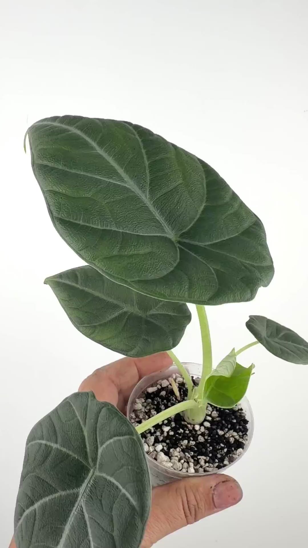 Alocasia Silver Moon Hybrid (Melo X Silver Dragon)
