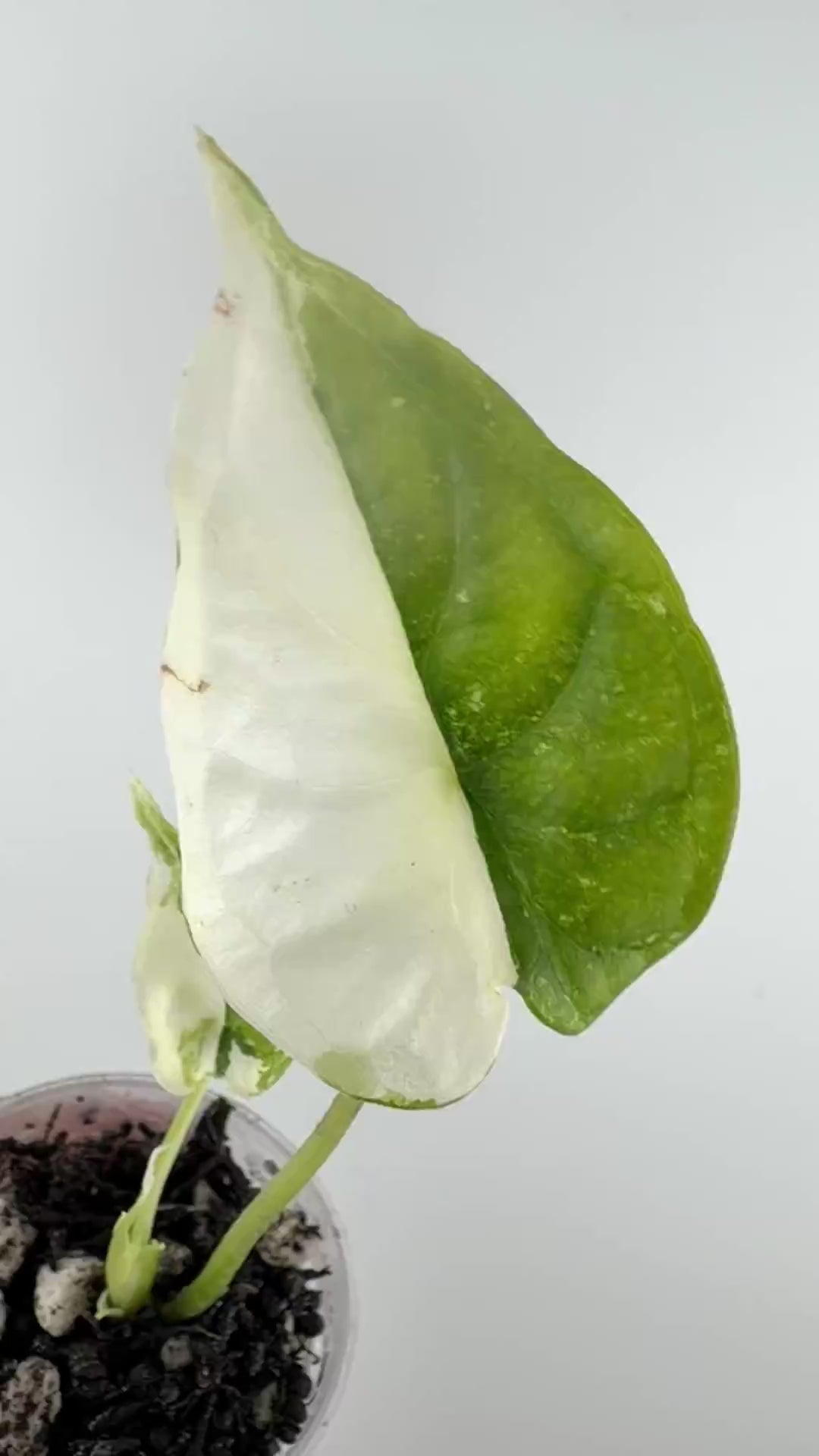 Video of the exact Alocasia Dragon Scale Albo Variegated