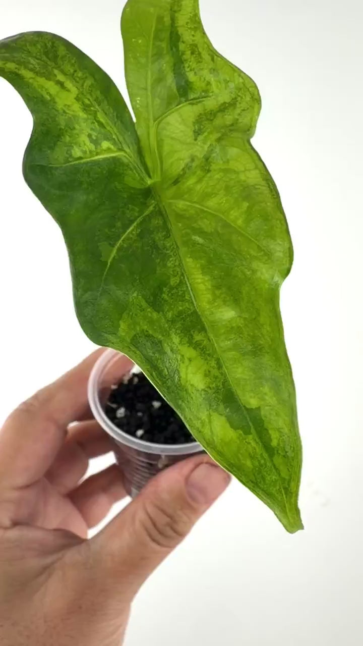 Video of the exact Alocasia Batwing Aurea Variegated Pup