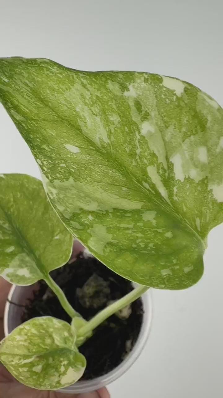 Video of the exact Monstera Cream Cheese