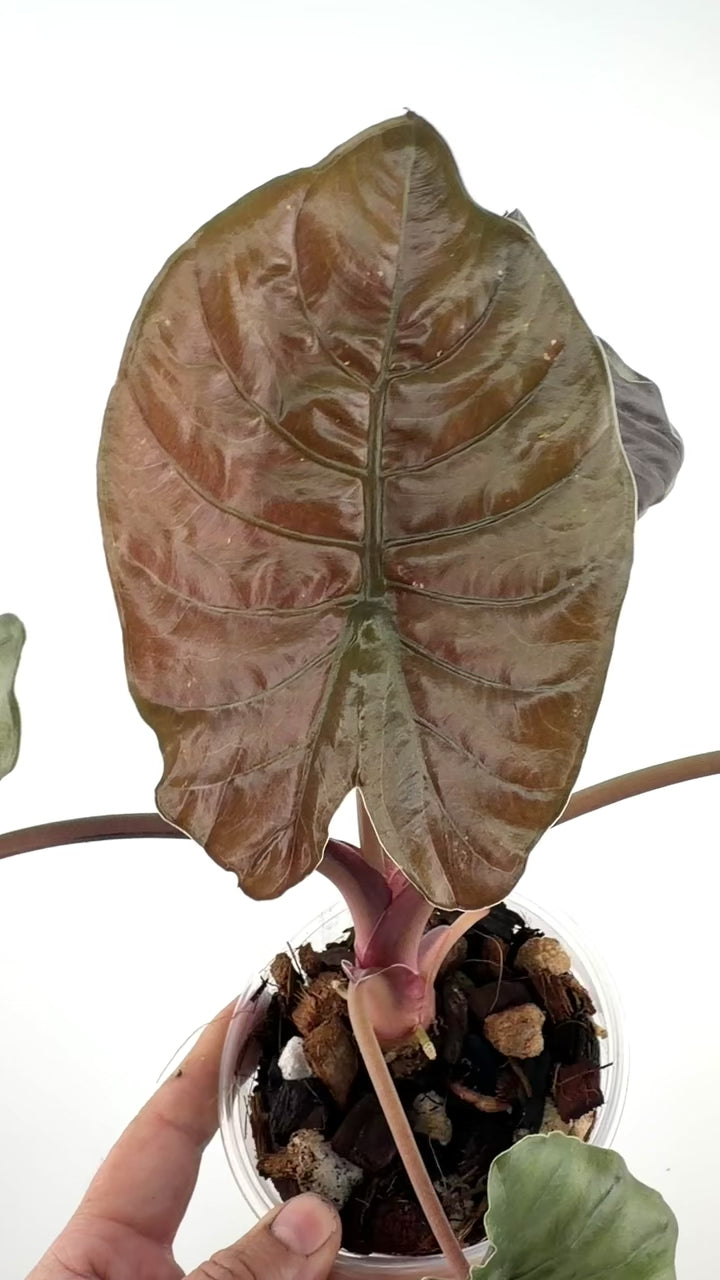 Alocasia Gajahmada Mother Plant