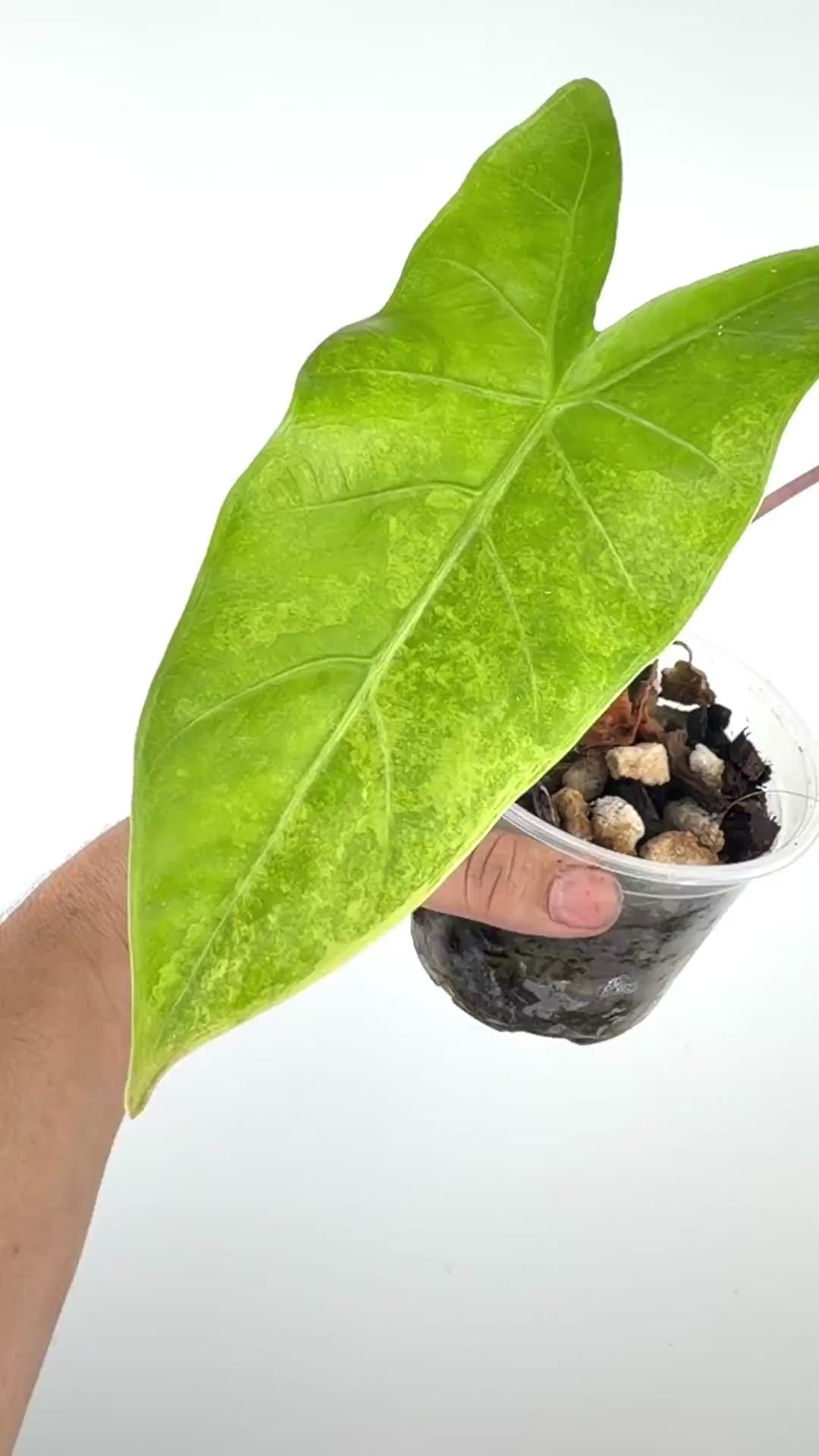 Alocasia Longiloba X Pink Dragon Aurea Variegated Mother Plant