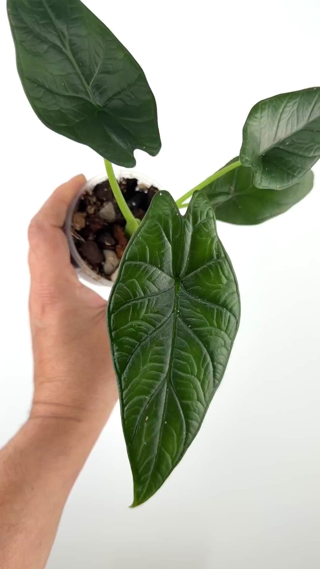 Alocasia Dragon Wing