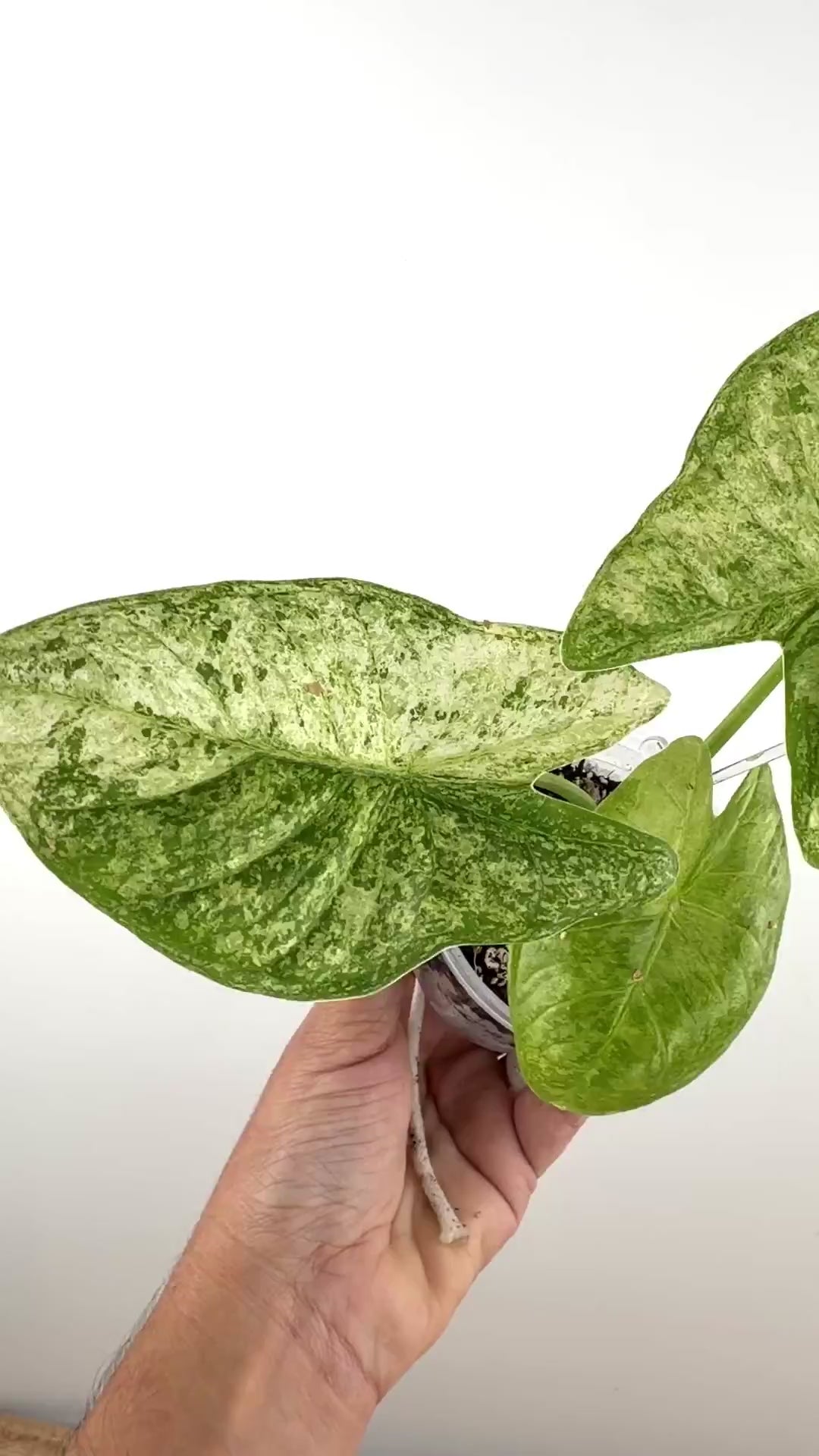 Alocasia Fornicata Thai Con