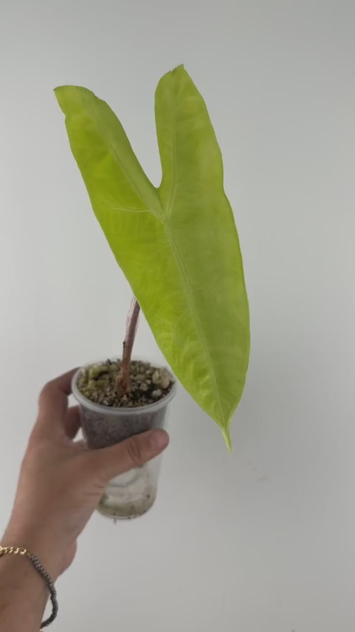 Video of the Alocasia Longiloba Chartreuse Variegated