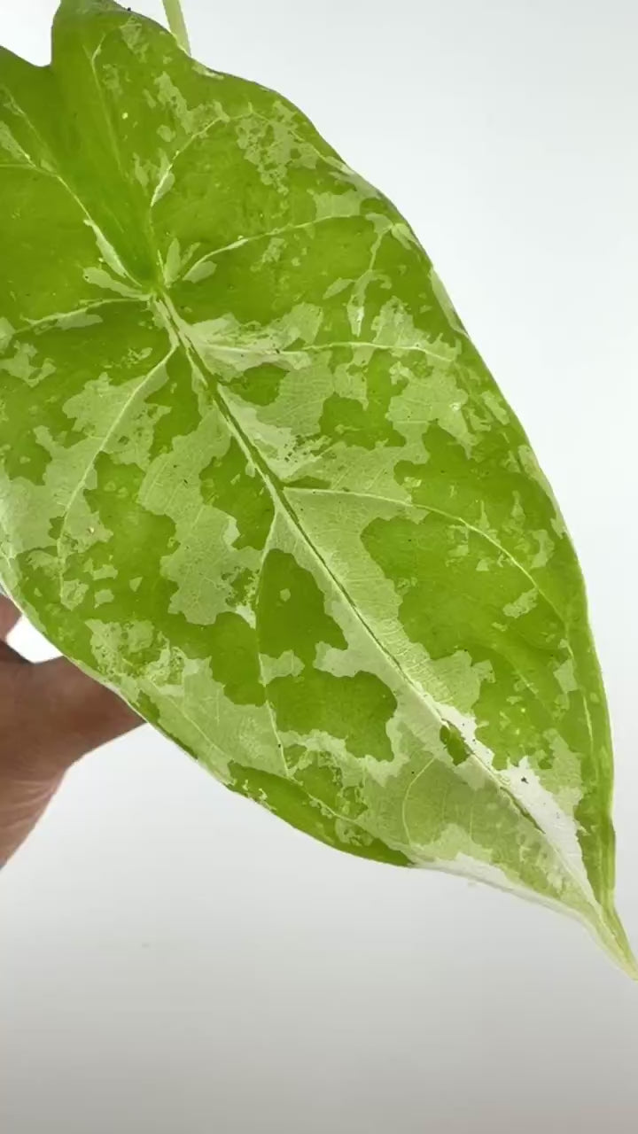 Video of the exact Alocasia Acuminata Albo Variegated