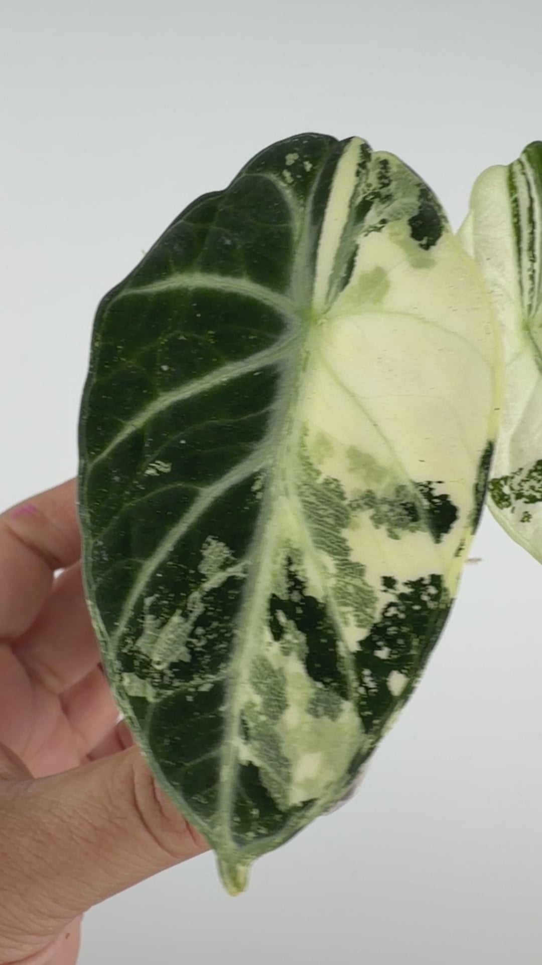Alocasia Ninja Albo Pink Variegated #2