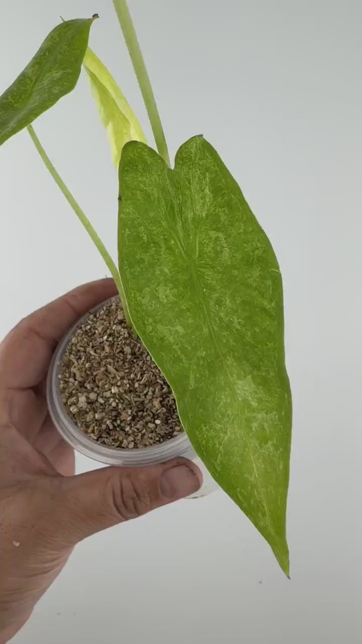 Video of the exact Alocasia Longiloba Golden Mint Variegated