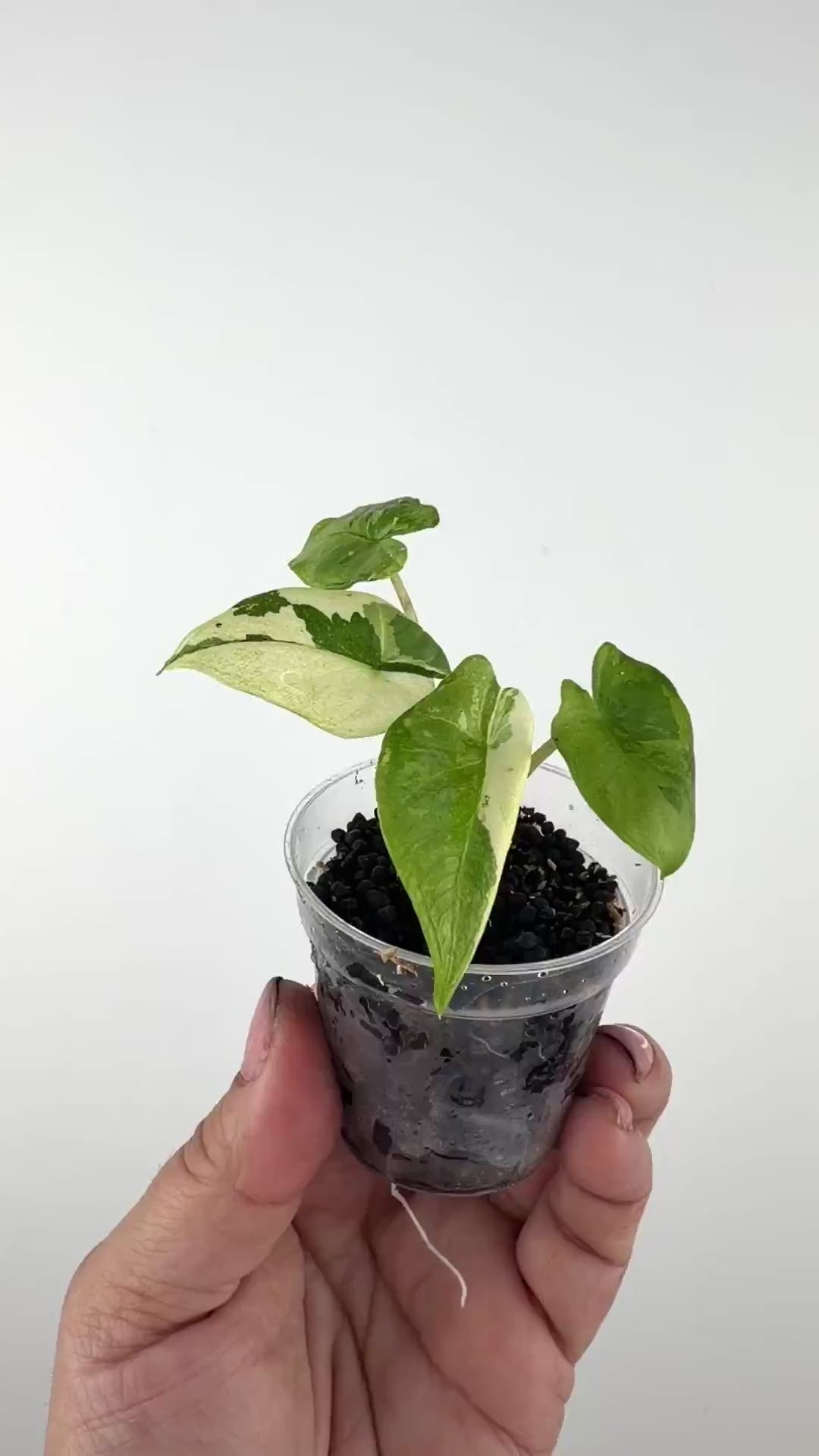 Alocasia Corazon Albo Variegated