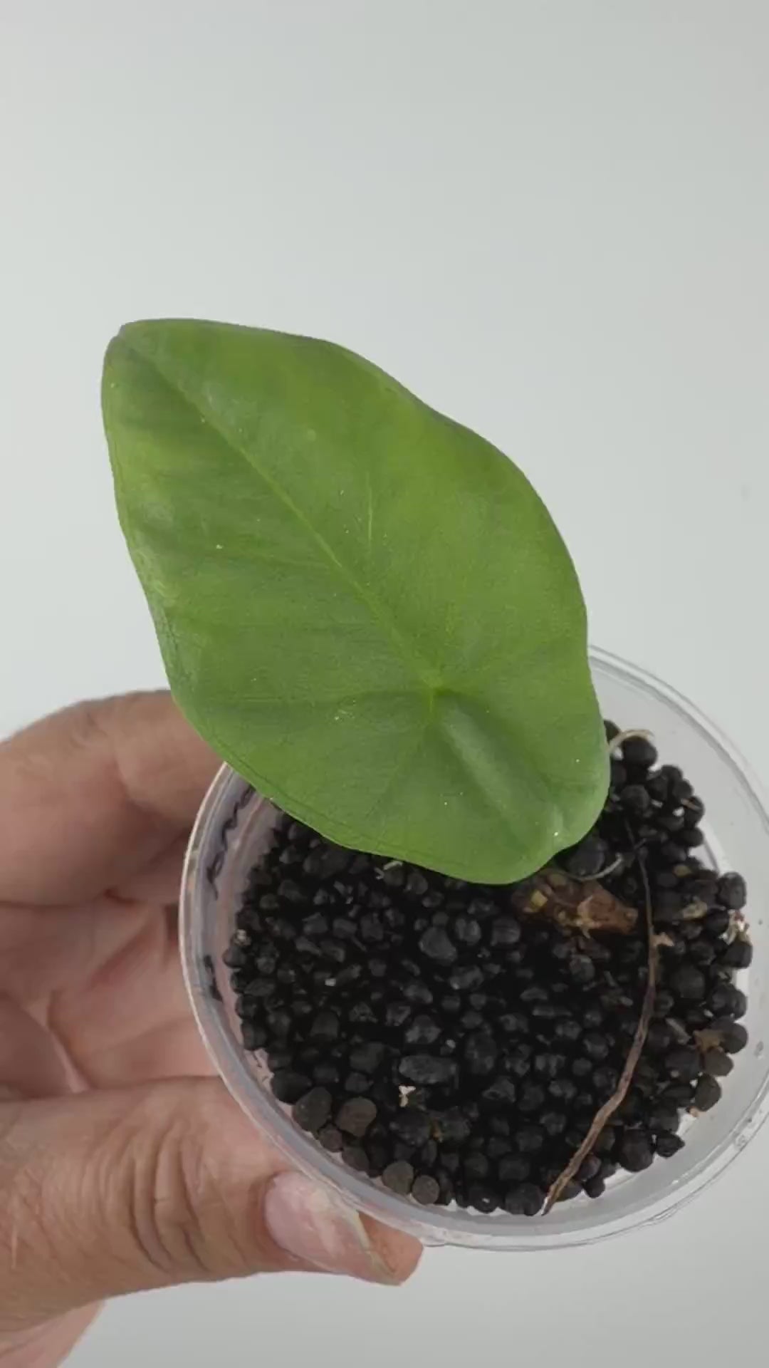 Alocasia Pawitra Pup