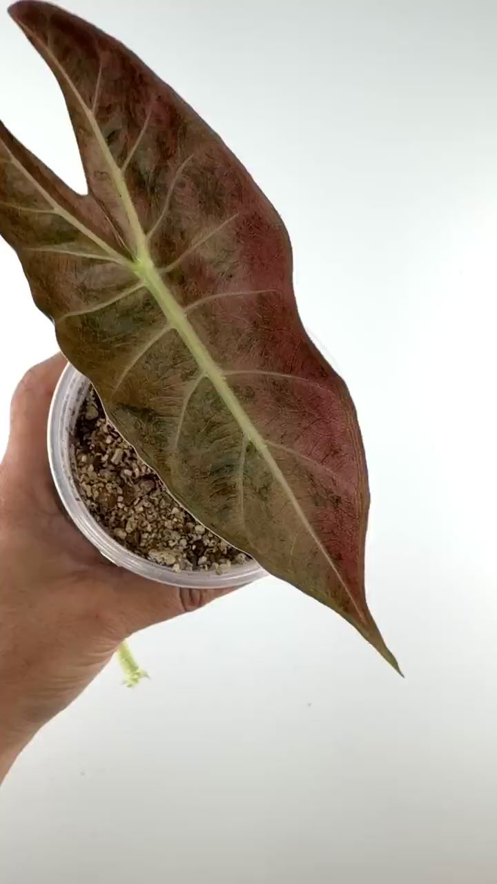 Video of the exact Alocasia Black Satun Pink Stardust