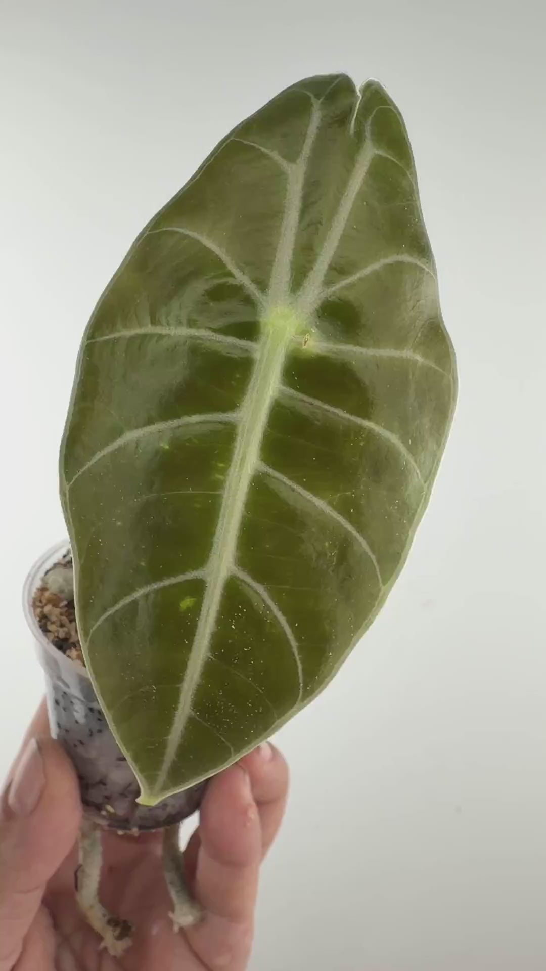 Alocasia Lowii Sp. Borneo Wild Form