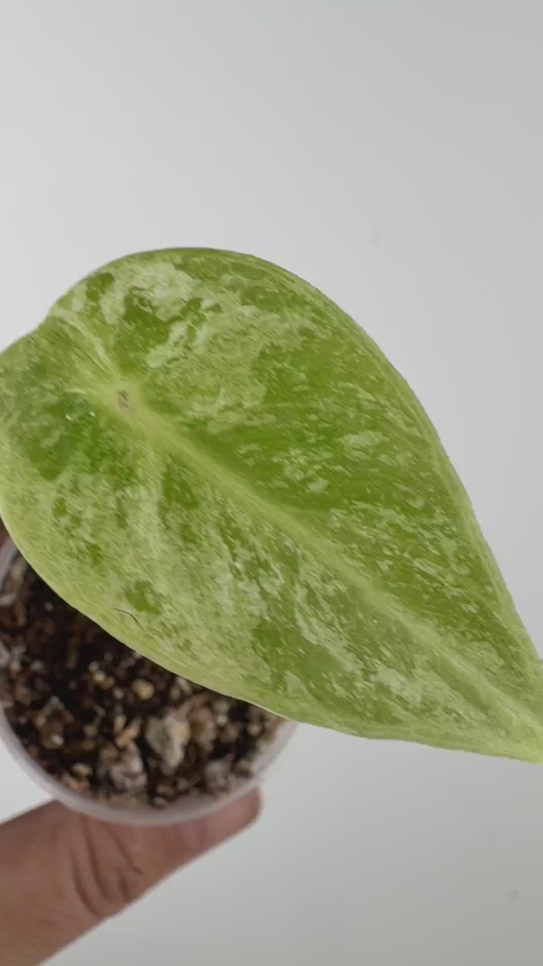 Alocasia Pink Dragon Dwarf Albo Variegated
