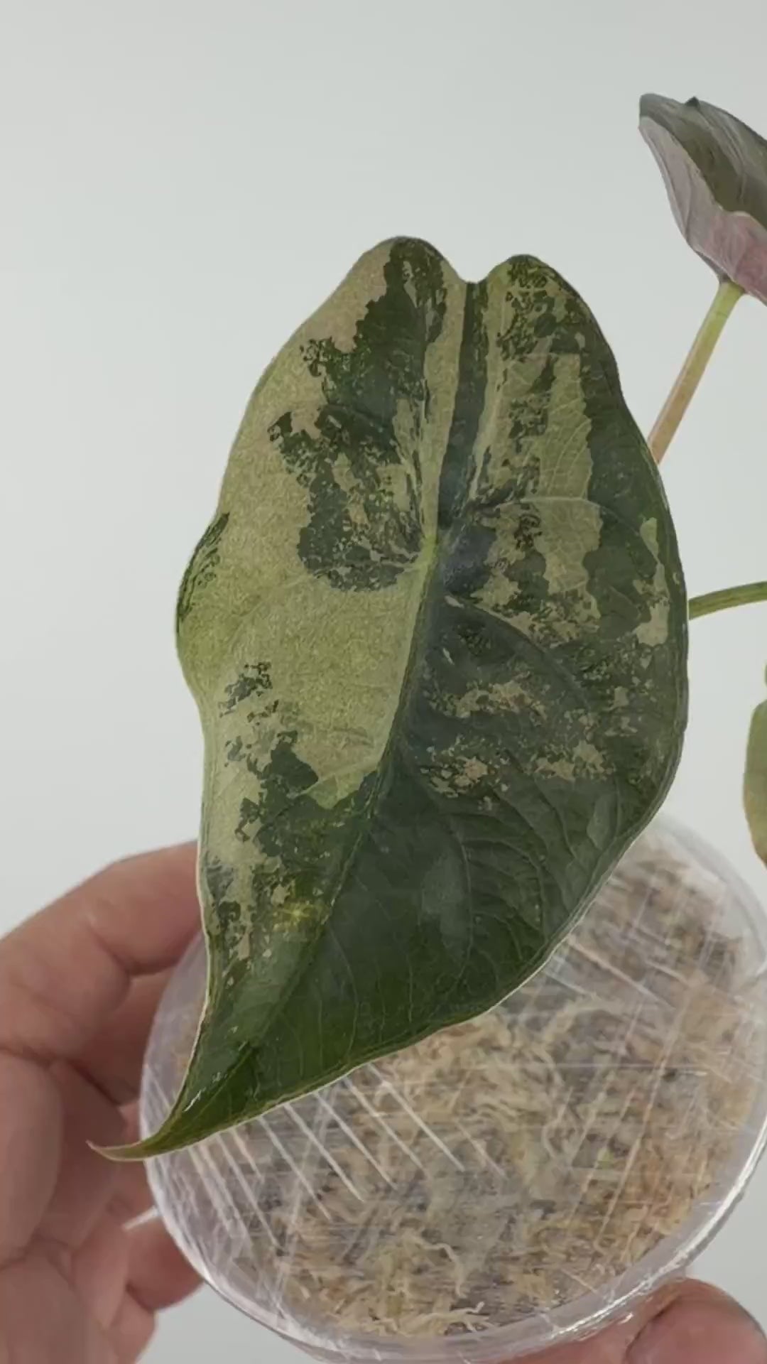 Alocasia Chantrieri Silver Variegated
