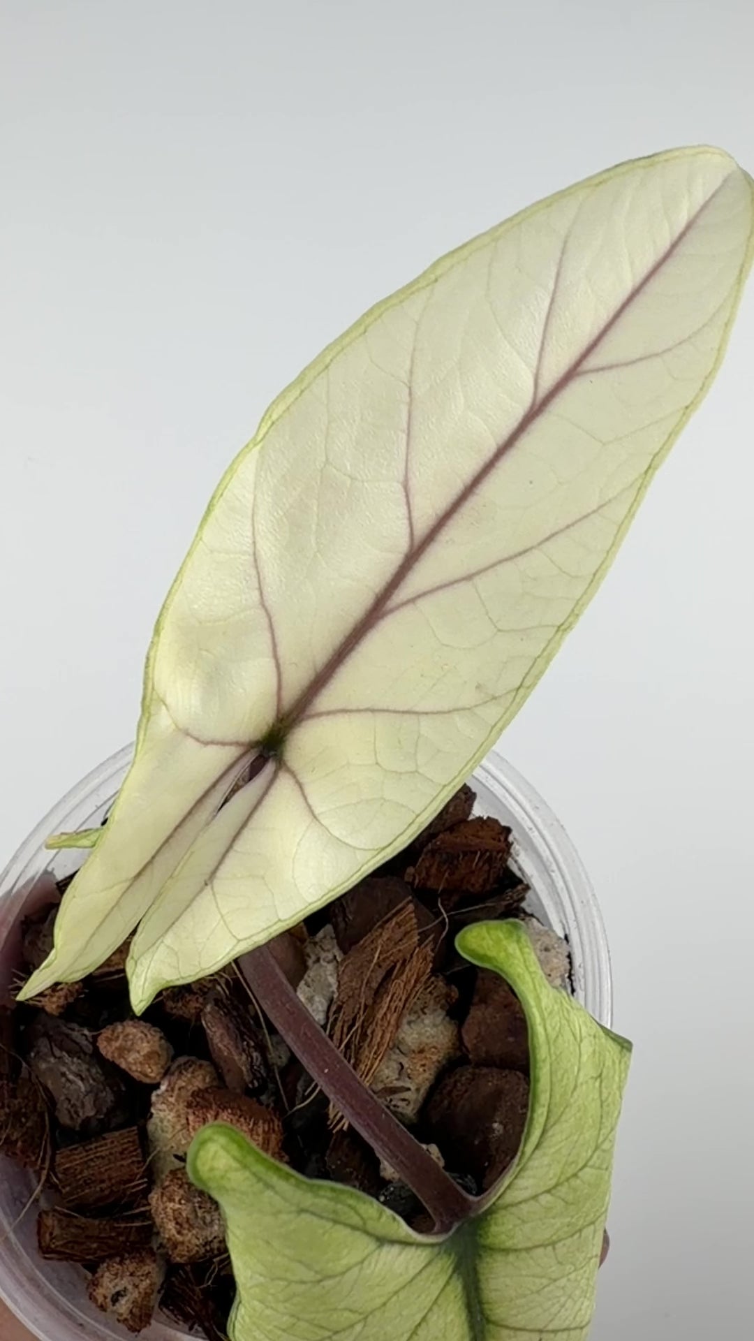 Alocasia Scalprum Full Mint Variegated