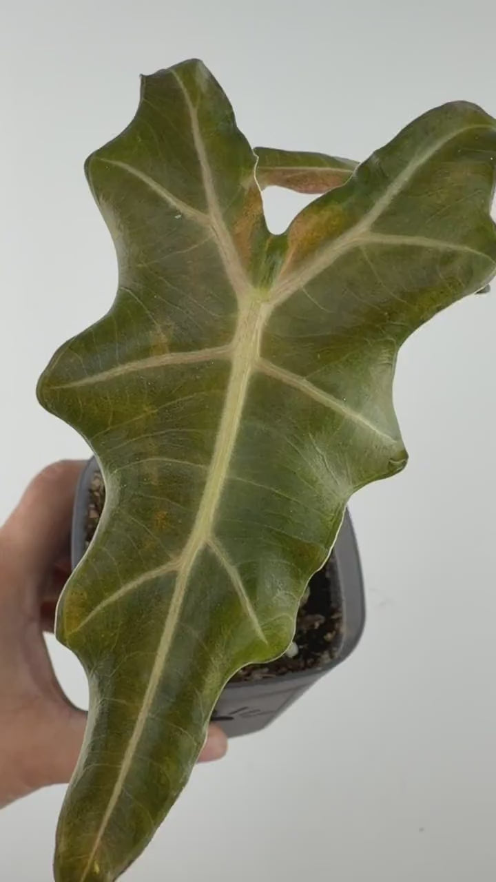 Video of the Alocasia Megagodzilla Nobilis X New Guinea Gold Variegated