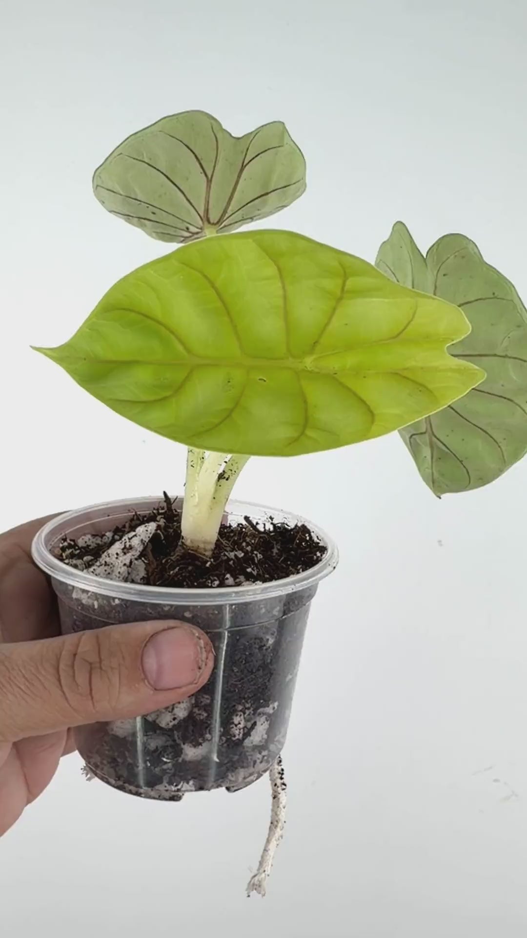Alocasia Silver Dragon Gold Mutation