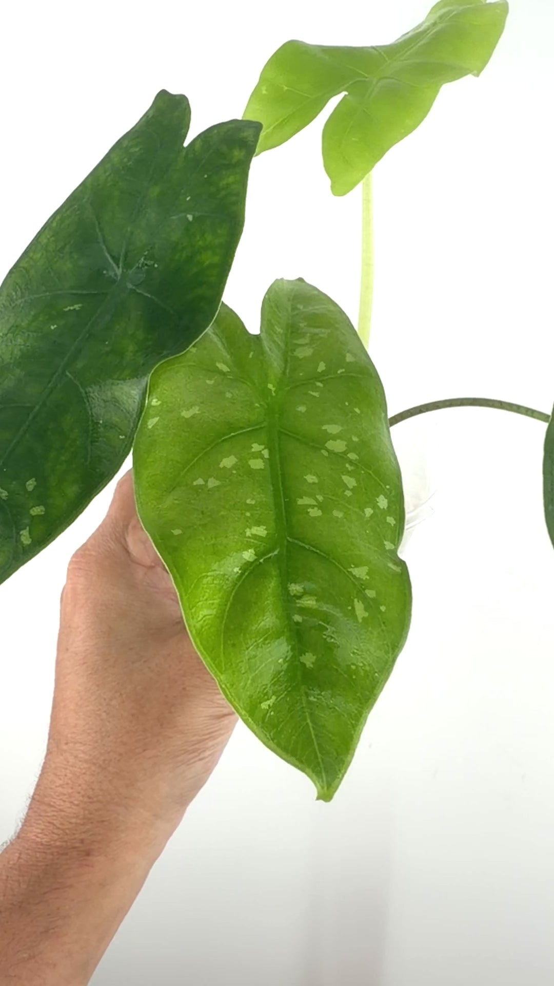 Alocasia Dragon Glass Hybrid Variegated