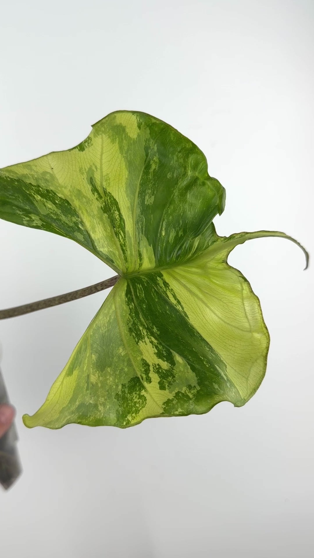Alocasia Stingray Aurea Variegated Mother Plant